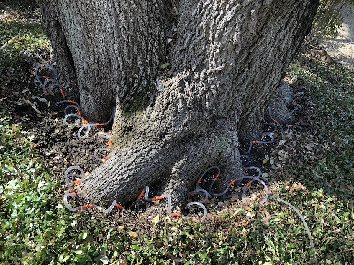 Detailed Tree Cabling and Bracing job site in Three Rivers